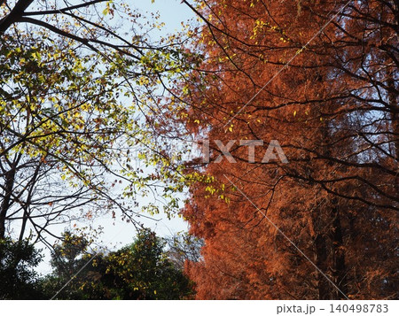 紅葉したメタセコイアの大木　色づいた景色　秋の移ろい　コピースペース　バックグラウンド　背景 140498783