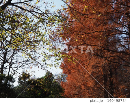 紅葉したメタセコイアの大木　色づいた景色　秋の移ろい　コピースペース　バックグラウンド　背景 140498784
