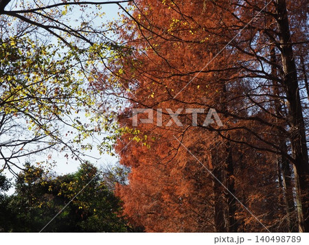 紅葉したメタセコイアの大木 色づいた景色 秋の移ろい コピースペース バックグラウンド 背景 紅葉したメタセコイアの大木 色づいた景色 秋の移ろい コピースペース バックグラウンド 背景 140498789