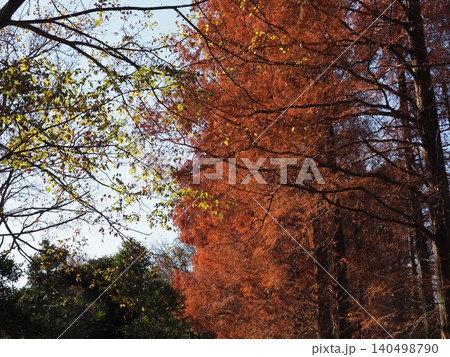 紅葉したメタセコイアの大木 色づいた景色 秋の移ろい コピースペース バックグラウンド 背景 紅葉したメタセコイアの大木 色づいた景色 秋の移ろい コピースペース バックグラウンド 背景 140498790