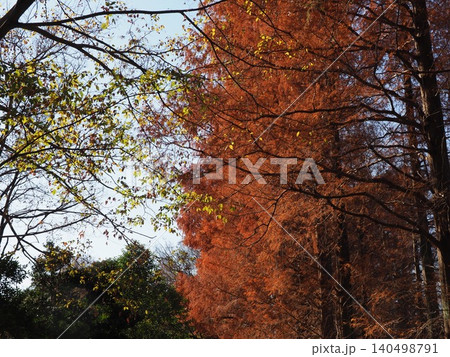 紅葉したメタセコイアの大木 色づいた景色 秋の移ろい コピースペース バックグラウンド 背景 紅葉したメタセコイアの大木 色づいた景色 秋の移ろい コピースペース バックグラウンド 背景 140498791
