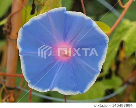 青いアサガオの花の生態写真 青いアサガオの花の生態写真 140498994