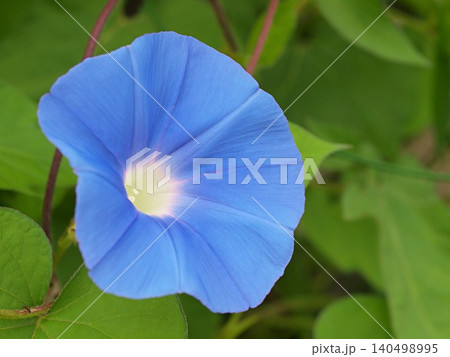 青いアサガオの花の生態写真 青いアサガオの花の生態写真 140498995