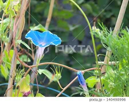 青いアサガオの花の生態写真 青いアサガオの花の生態写真 140498996