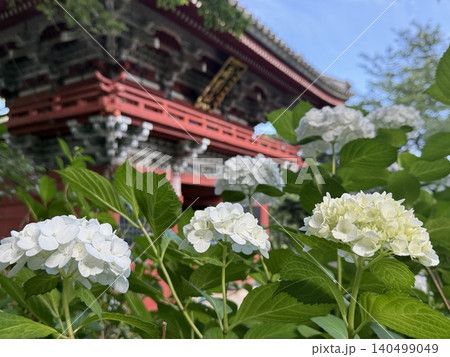 雨引観音の白い紫陽花と仁王門 初夏の風景 140499049