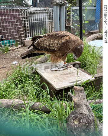 市川市福栄の野鳥病院で保護されエサの魚を食べるトビ 市川市福栄の野鳥病院で保護されエサの魚を食べるトビ 140499123