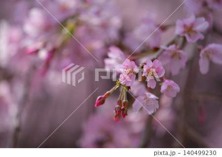 実相院のしだれ桜 実相院のしだれ桜 140499230