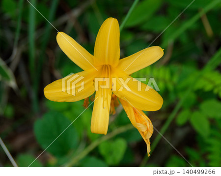 ゼンテイカの花咲く 140499266