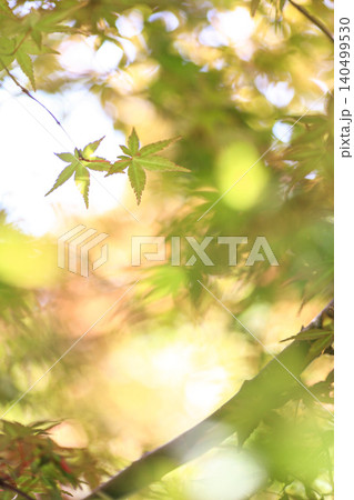 紅葉 140499530
