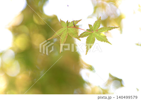 紅葉 紅葉 140499579