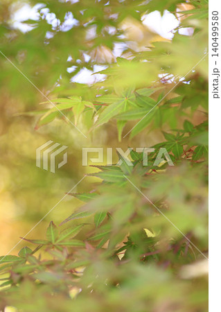紅葉 紅葉 140499580