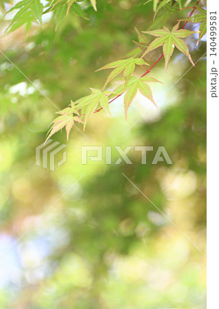 紅葉 紅葉 140499581