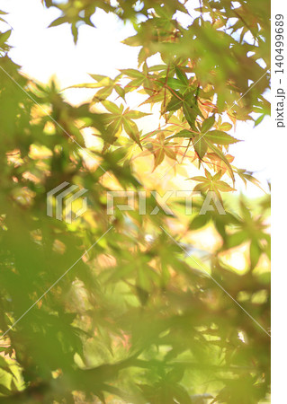 紅葉 紅葉 140499689