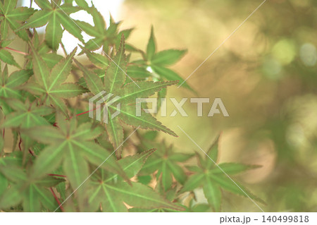 紅葉 紅葉 140499818