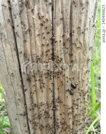自然の中で朽木に群がる働きアリと昆虫たちの生態観察 自然の中で朽木に群がる働きアリと昆虫たちの生態観察 140499825