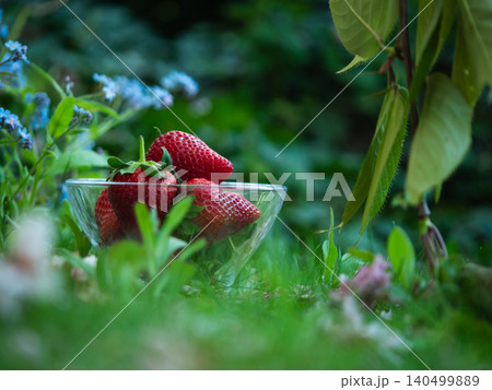 Strawberries in picnic through view of summer flowers Strawberries in picnic through view of summer flowers 140499889