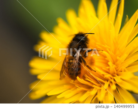 Hornet wasp covered in pollen on yellow dandelion flower 140499955