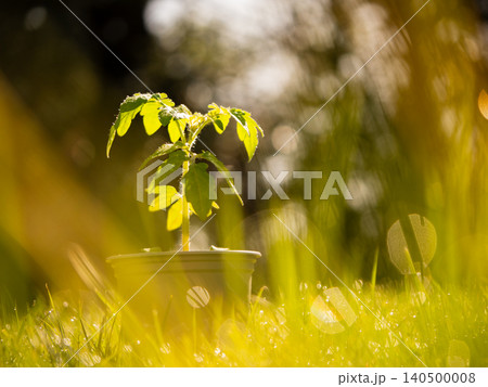 Tomato plant leaves in grass and dew bokeh 140500008