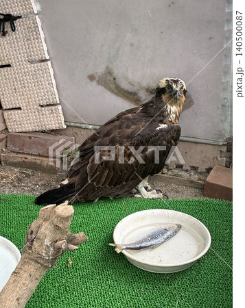 野鳥病院で保護・リハビリ中のミサゴ 野鳥病院で保護・リハビリ中のミサゴ 140500087