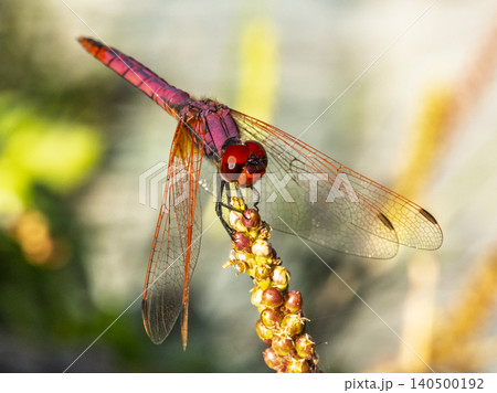 dragonfly on a branch dragonfly on a branch 140500192