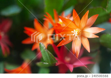 schlumbergera plant in blossom, red and pink flowers schlumbergera plant in blossom, red and pink flowers 140500388