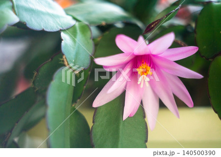 schlumbergera plant in blossom, red and pink flowers schlumbergera plant in blossom, red and pink flowers 140500390