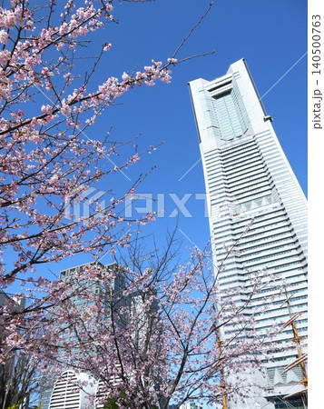 満開の桜が咲くランドマークタワー 満開の桜が咲くランドマークタワー 140500763