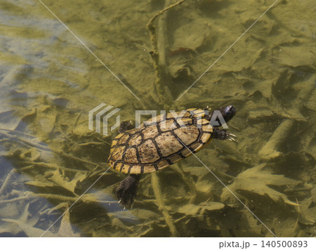 a turtle swimming in a lake a turtle swimming in a lake 140500893