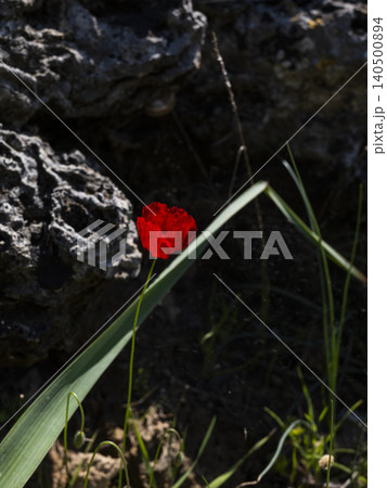 Spring meadow with blooming red poppy flowers 140500894