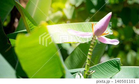 Pink banana blossom or Banana tree flower in the lush garden 140501101