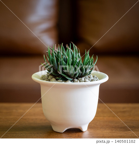 Haworthia Fasciata in a small white pot on wooden table in living room with brown leather sofa 140501102