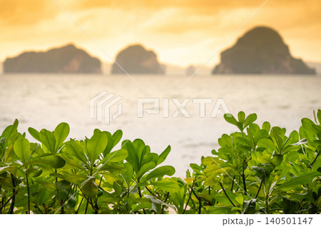 Beach cabbage or Sea lettuce with Blurry sunset view of tropical island and sea behind Beach cabbage or Sea lettuce with Blurry sunset view of tropical island and sea behind 140501147