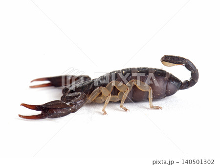 brown scorpion in studio 140501302