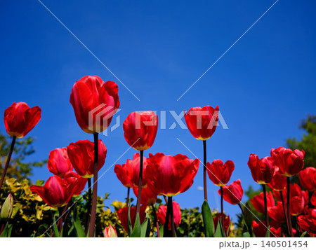 close-up of a group of red tulips outdoors in springtime close-up of a group of red tulips outdoors in springtime 140501454