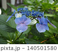 雨あがりの青い紫陽花 140501580