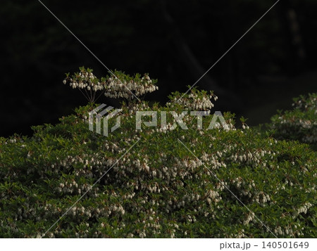 六義園に咲くドウダンツツジの花 六義園に咲くドウダンツツジの花 140501649