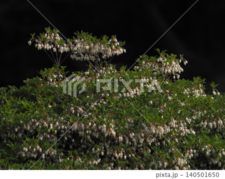 六義園に咲くドウダンツツジの花 六義園に咲くドウダンツツジの花 140501650