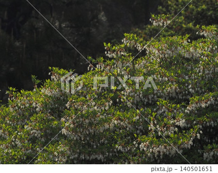 六義園に咲くドウダンツツジの花 六義園に咲くドウダンツツジの花 140501651
