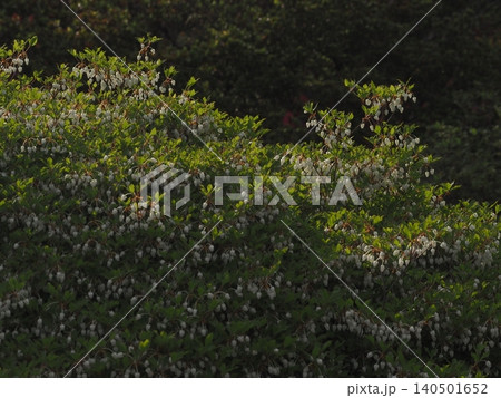 六義園に咲くドウダンツツジの花 六義園に咲くドウダンツツジの花 140501652