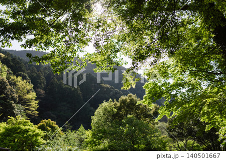 宮崎県 新緑の高千穂峡 Takachihokyo beautiful fall and cliff 宮崎県 新緑の高千穂峡 Takachihokyo beautiful fall and cliff 140501667