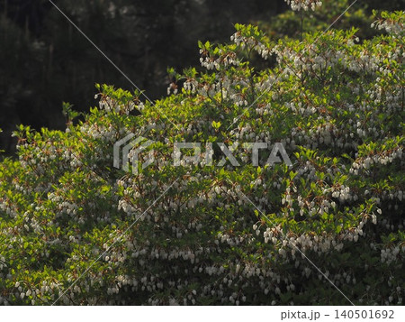六義園に咲くドウダンツツジの花 六義園に咲くドウダンツツジの花 140501692