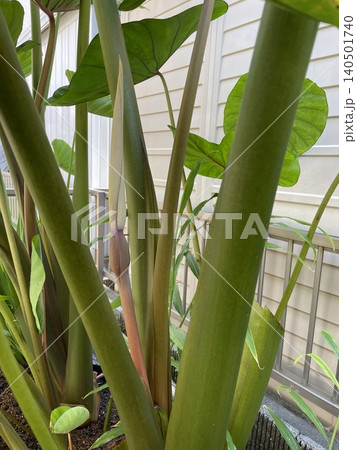 家庭菜園の里芋の株に現れた珍しい花の蕾 家庭菜園の里芋の株に現れた珍しい花の蕾 140501740