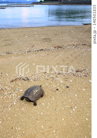 海方向から歩いてきた黒化クサガメ 海方向から歩いてきた黒化クサガメ 140501833