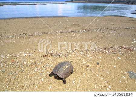 海方向から歩いてきた黒化クサガメ 海方向から歩いてきた黒化クサガメ 140501834