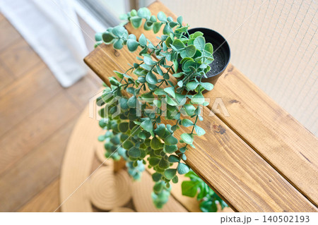 部屋の窓際に置かれた観葉植物 140502193