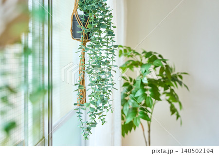 部屋の窓際に置かれた観葉植物 部屋の窓際に置かれた観葉植物 140502194