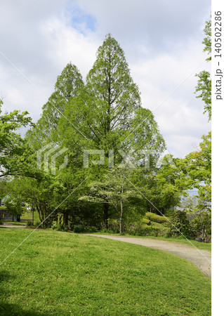 新緑の泉谷公園 千葉市緑区 新緑の泉谷公園 千葉市緑区 140502286