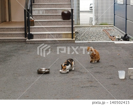 Charming and chubby cat playfully exploring the outdoors, with fluffy fur and a curious expression. Full of energy and joy, perfect for cat lovers who enjoy watching playful, happy moments! Charming and chubby cat playfully exploring the outdoors, with fluffy fur and a curious expression. Full of energy and joy, perfect for cat lovers who enjoy watching playful, happy moments! 140502415