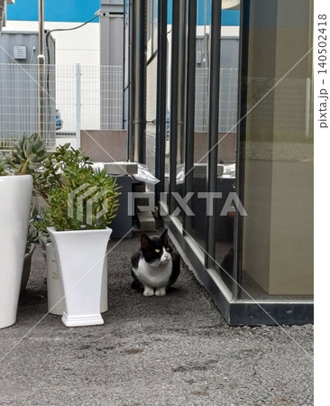 Charming and chubby cat playfully exploring the outdoors, with fluffy fur and a curious expression. Full of energy and joy, perfect for cat lovers who enjoy watching playful, happy moments! Charming and chubby cat playfully exploring the outdoors, with fluffy fur and a curious expression. Full of energy and joy, perfect for cat lovers who enjoy watching playful, happy moments! 140502418