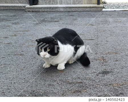 Charming and chubby cat playfully exploring the outdoors, with fluffy fur and a curious expression. Full of energy and joy, perfect for cat lovers who enjoy watching playful, happy moments! 140502423